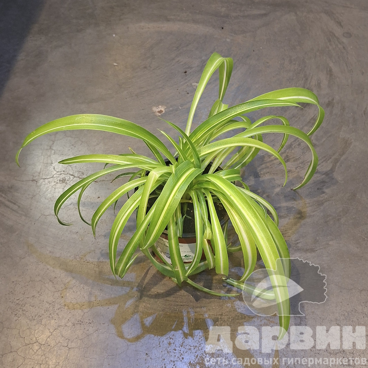 Хлорофитум д12 Тим (4)