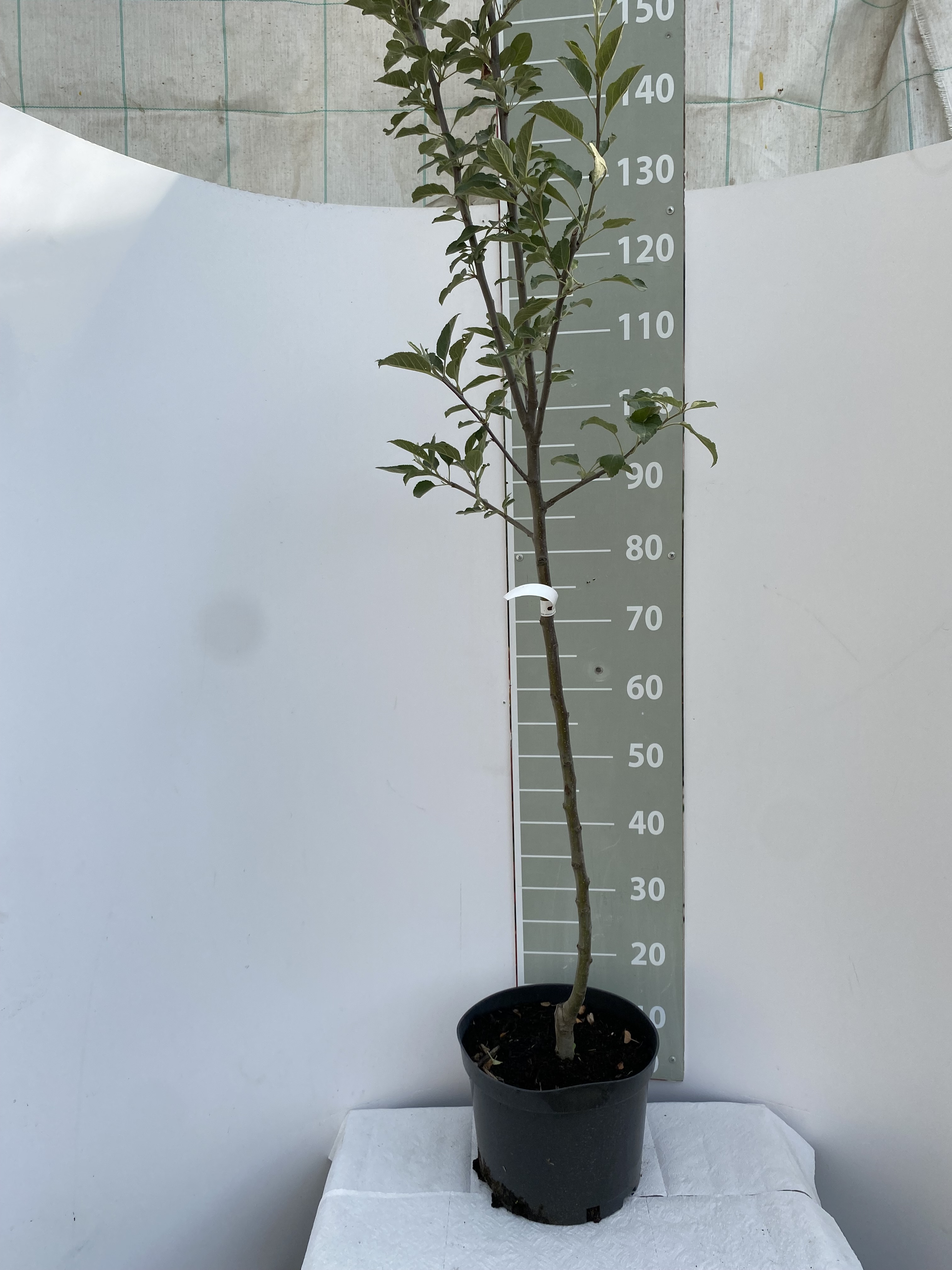 Яблоня Хани крисп v5 100-140 Lav 