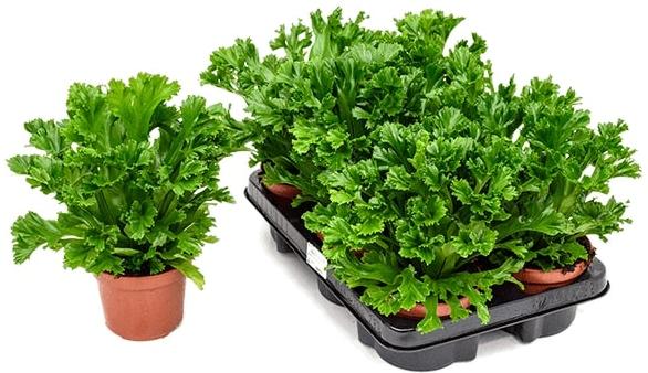 Асплениум Лесли d12 h35 