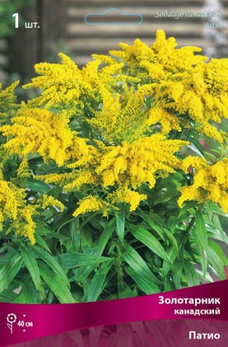 Корневище Золотарник гибридный канадский Патио I 1шт Поиск 