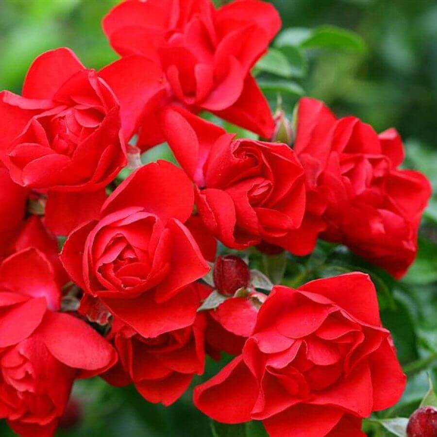 Роза почвопокровная Соренто в коробке ZP 