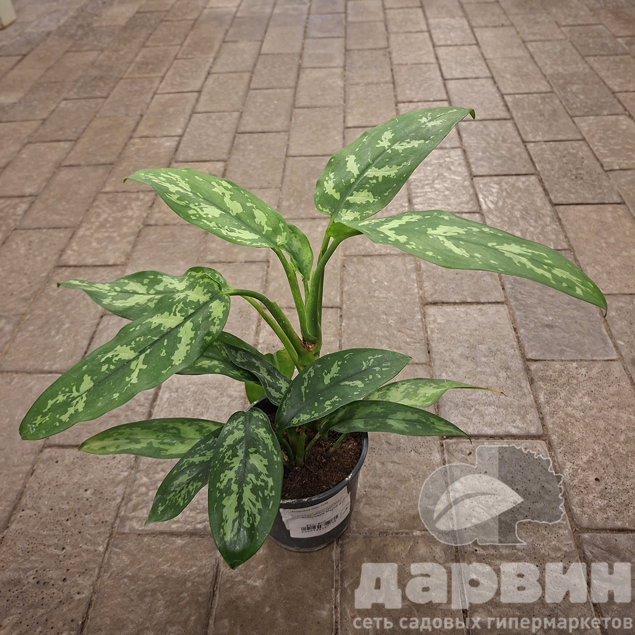 Аглаонема Мария д11 х30 WM