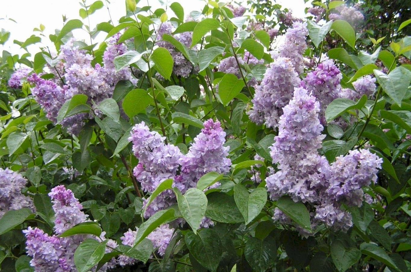 Сирень обыкновенная Небо Москвы v7,5 60-80 