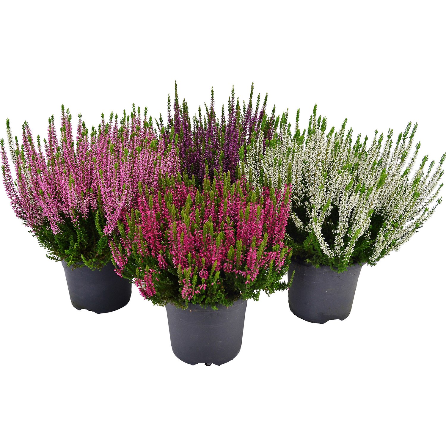 Эрика изящная d11 