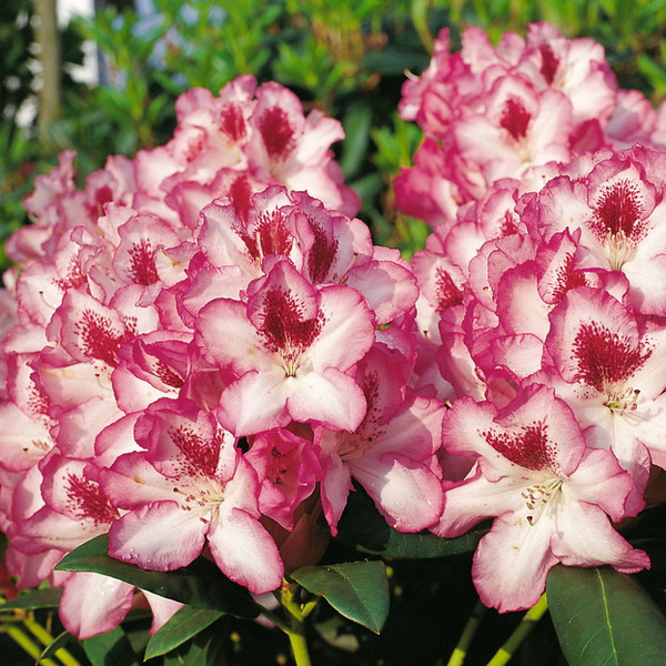 Рододендрон гибридный Хахманс Шарман c5 