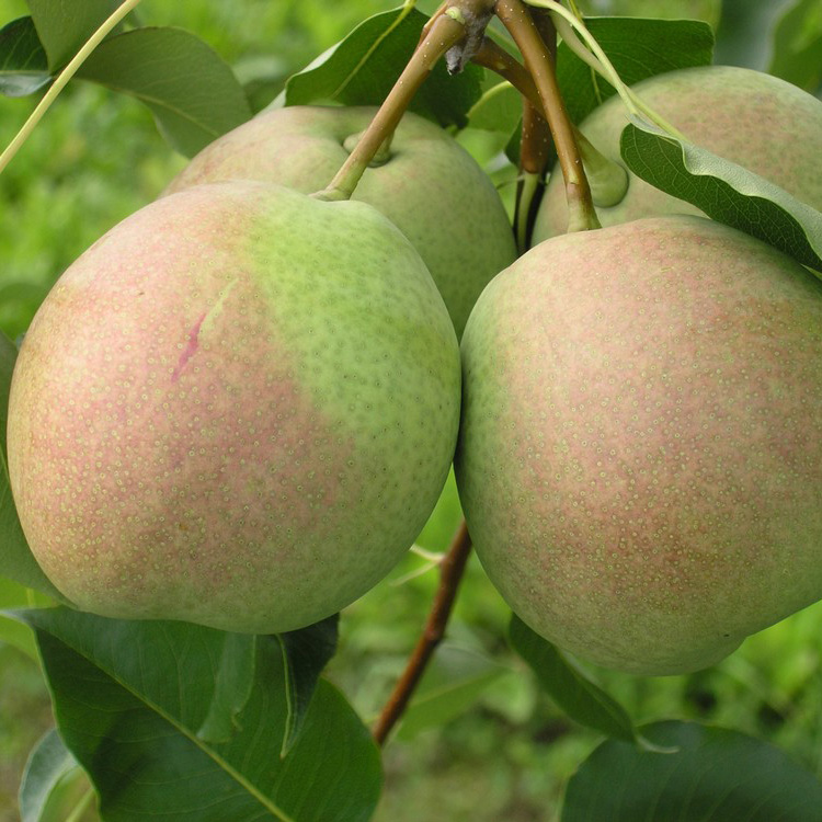 Груша Десертная поздн v7 100-120 Tim по цене  Груша Десертная поздн v7 100-120 Tim