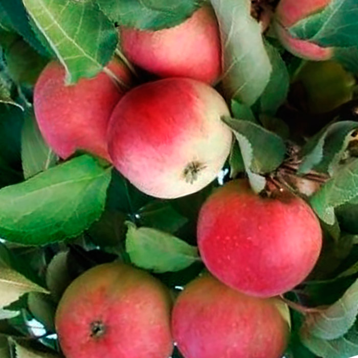 Яблоня колоновидная Васюган средн v7 60-80 Tim 