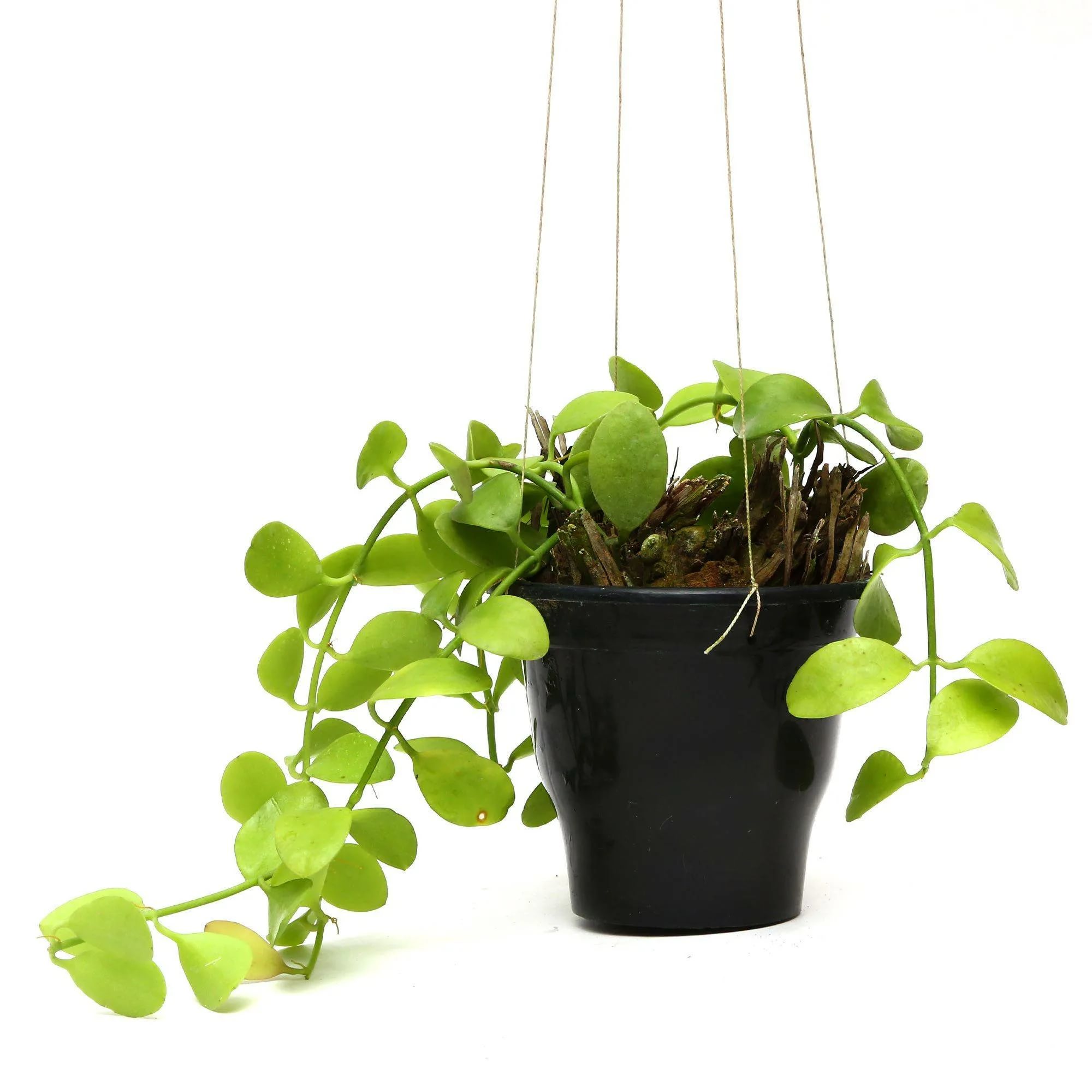 Хойя в кашпо d18 