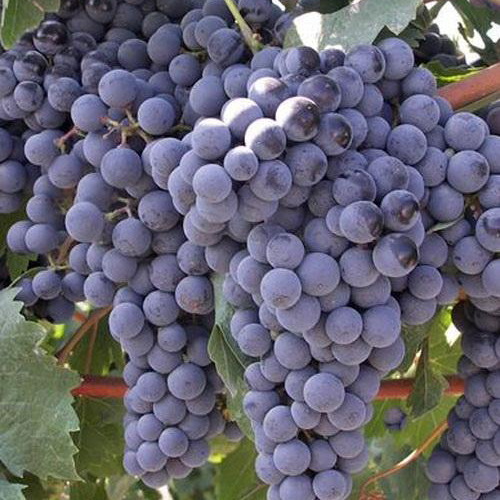 Виноград плодовый Медина фиолетовый в коробке Tim 