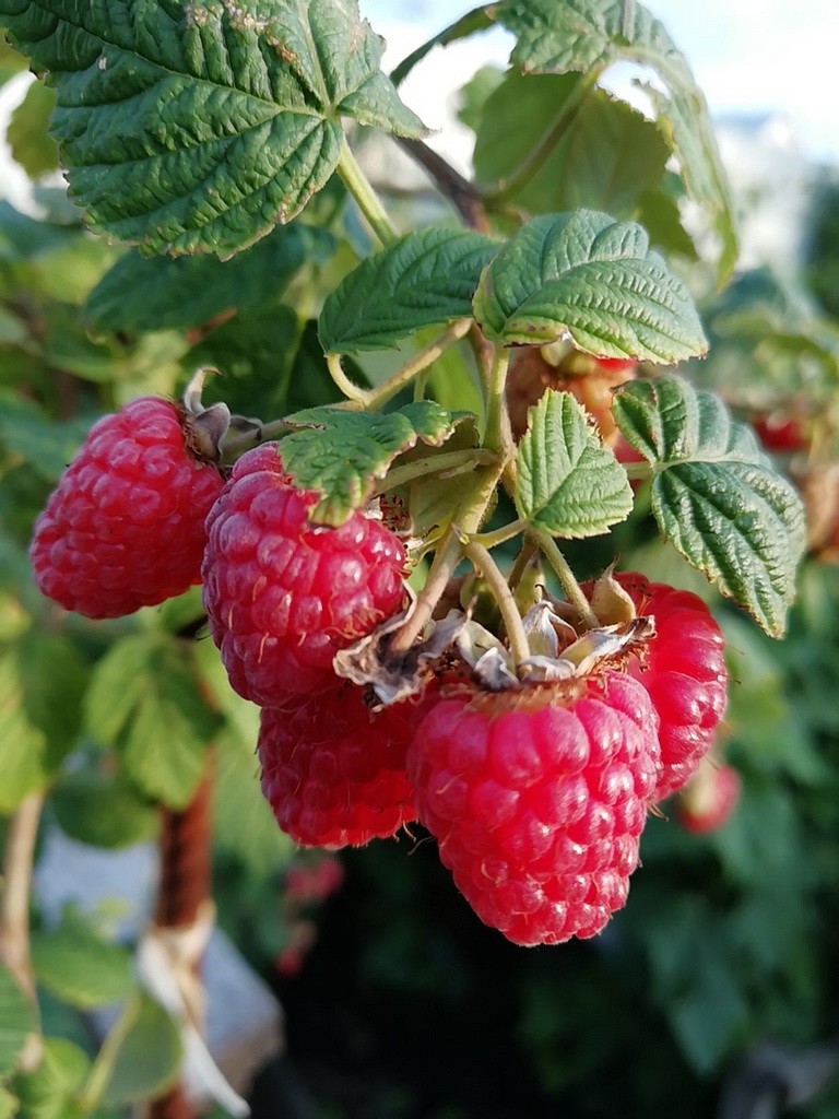 Малина Красная Королева красн v2 Lav 