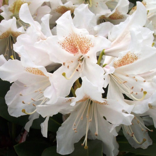 Рододендрон  Каннингемс Вайт С65, 70см/+ 