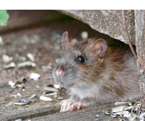 Как защитить дом и участок от мышей, крыс, кротов и зайцев осенью?