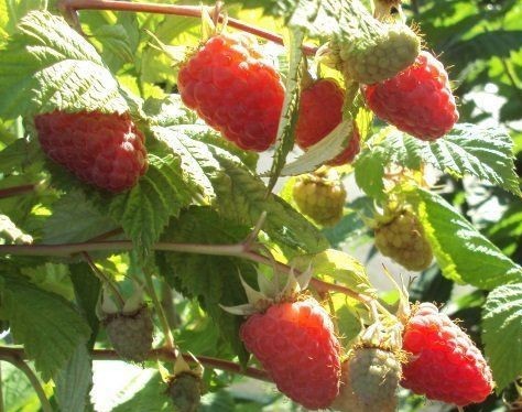 Малина Феномен красная v3-5 