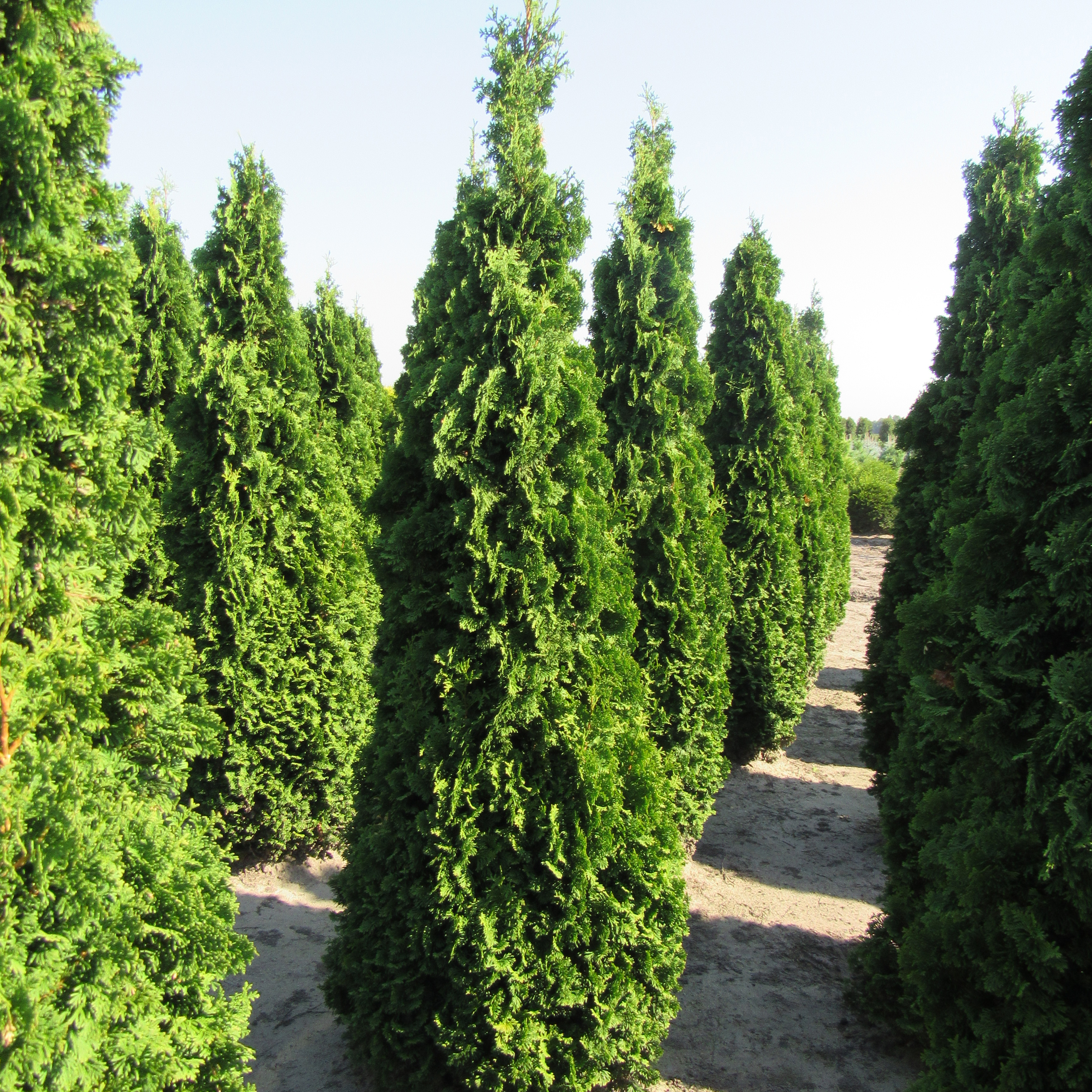 Туя западная Дегрут Спайр v2 30-40 