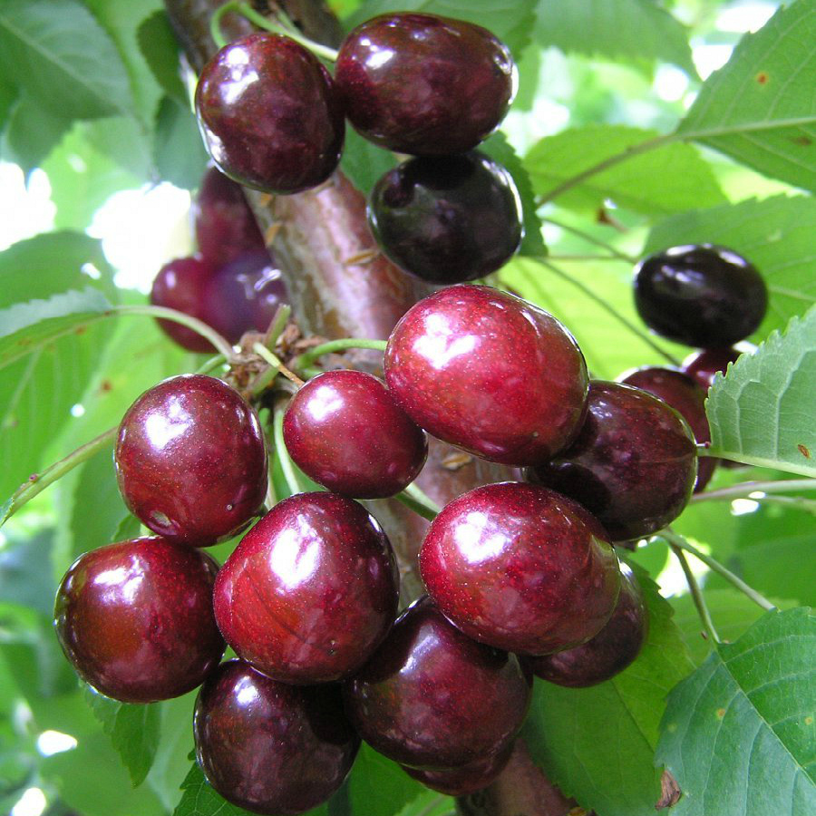 Черешня Тютчевка 80-100 Tim 