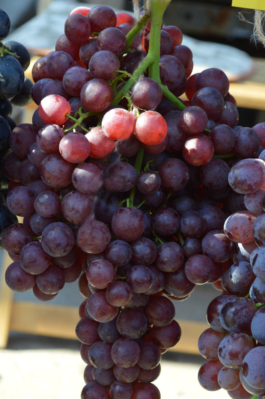 Виноград плодовый Кишмиш Красное пламя, фиолетовый v5 Tim 