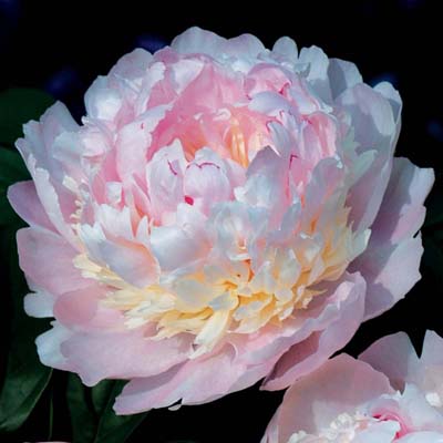 Кореневище Пион молочноцветковый Эденс Парфюм 1шт Поиск 