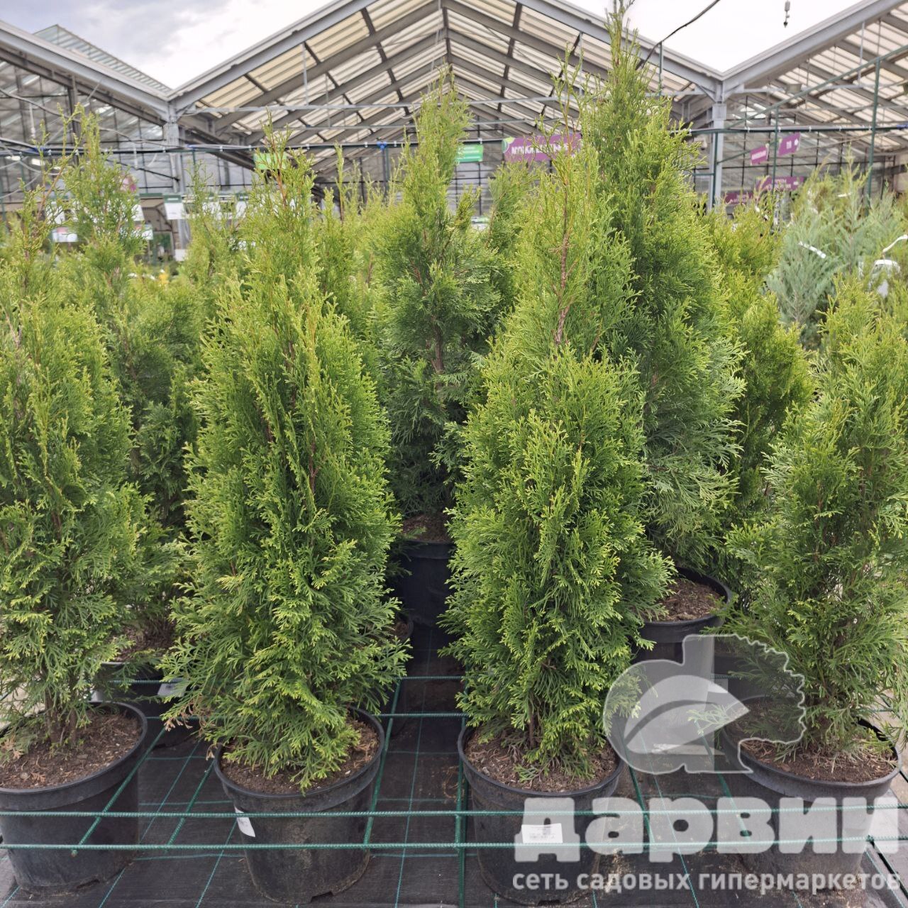 Туя Смарагд 80-100см