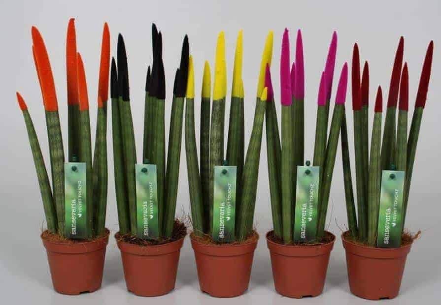 Сансевиерия Вельвет Тач d6 h18