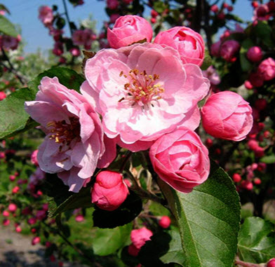 Яблоня декоративная Бренди Меджик С7,5 ЦО 