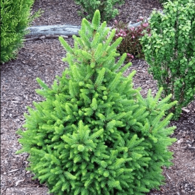 Ель обыкновенная Виллс Цверг v7,5 30-40 Tw 