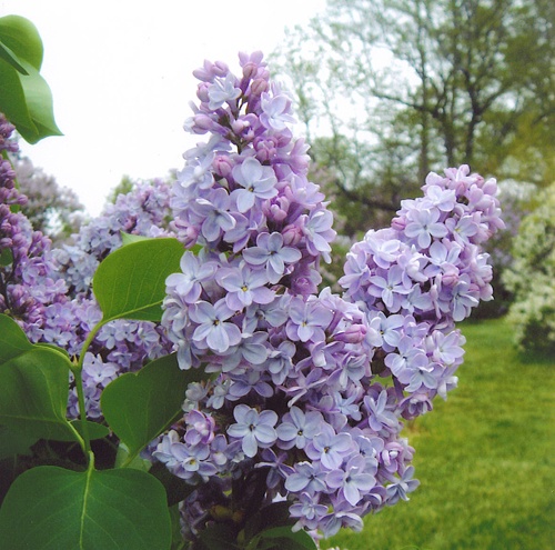 Сирень обыкновенная Президент Греви h60-80 v5 Tim 