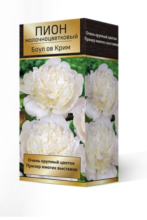Пион молочноцветковый Боул ов Крим 2-3. 1шт Поиск 