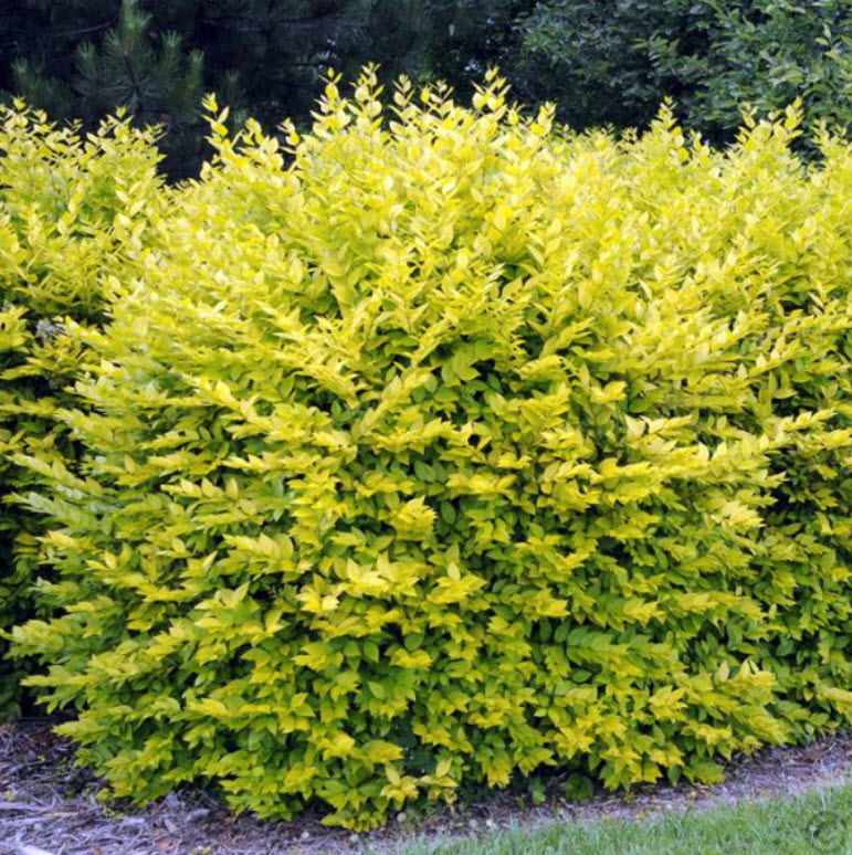 Бирючина V3 ЦВ 