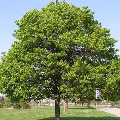 Клен ложноплатановый c2 h150-200 Lt 