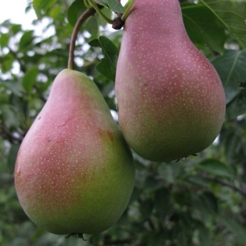 Груша Бессемянка мичуринская 3-х летка 