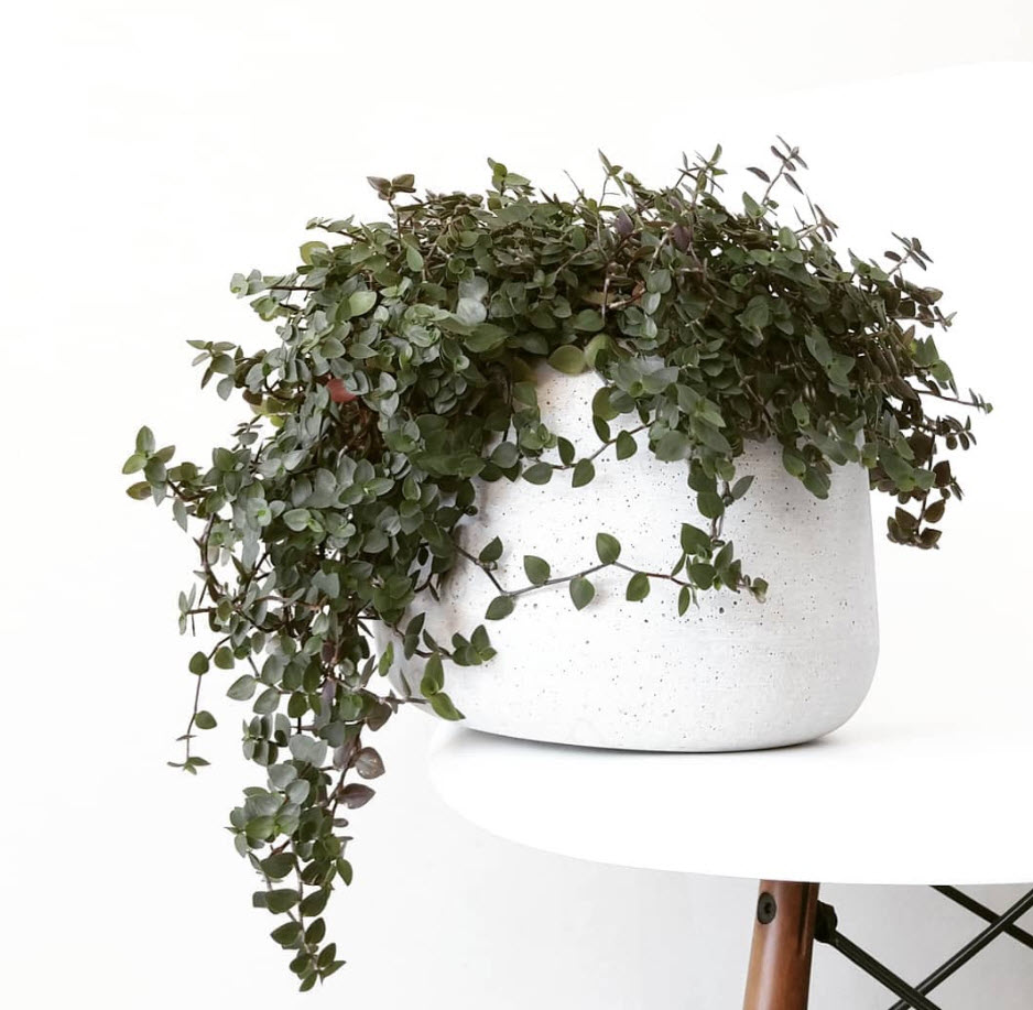 Каллизия Зеленая кашпо d15 ХР 