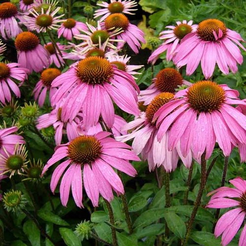 Эхинацея Пурпурная, Purpurea, d9-10,XP 