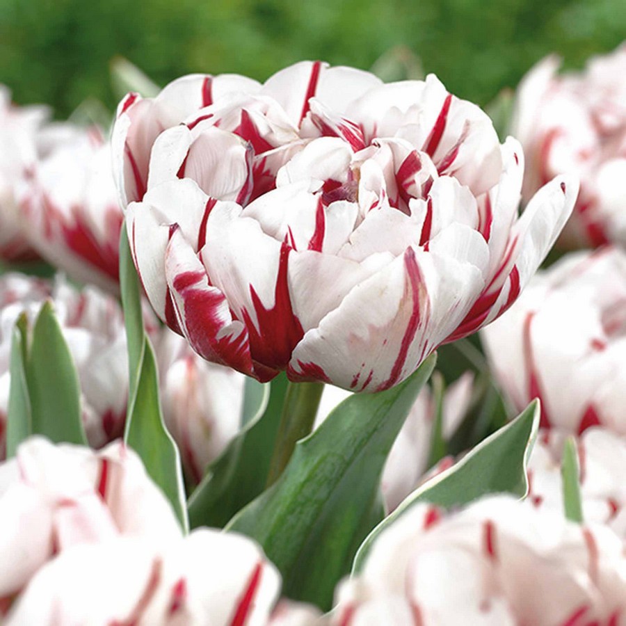 Луковица HBM Тюльпан Карнавал де Найс 11/12,бело красный 5 шт/уп 