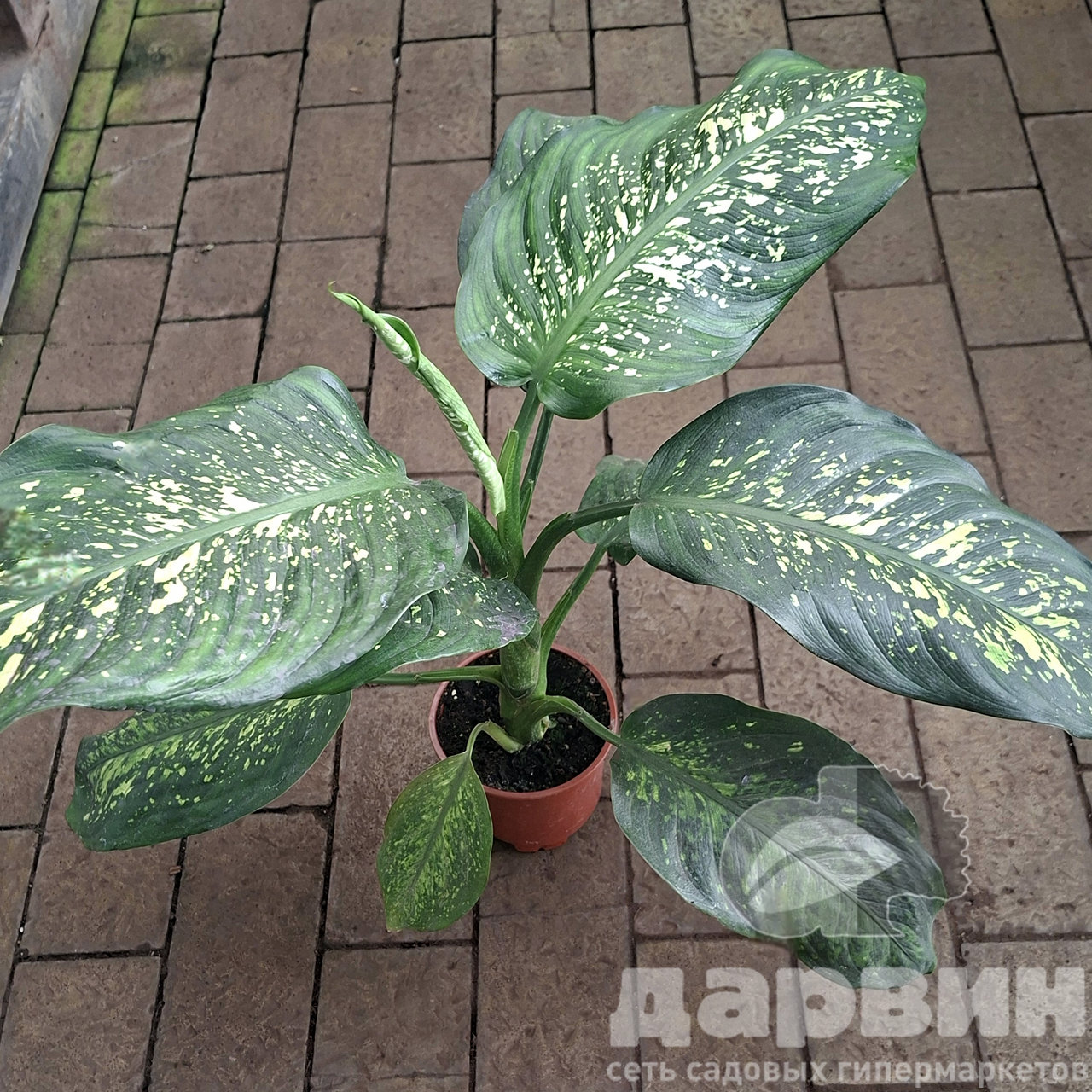 Диффенбахия д12 тим (2) marked