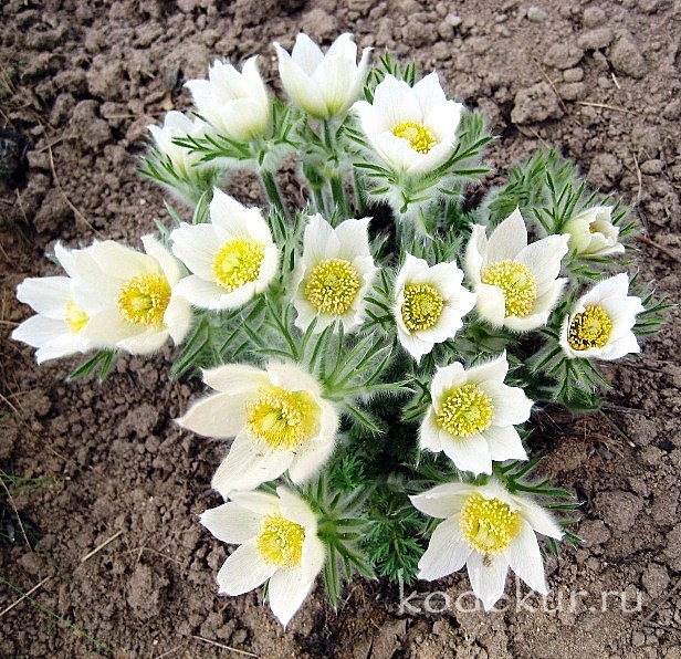 Корневище Прострел обыкновенный Альба 1 шт Поиск 