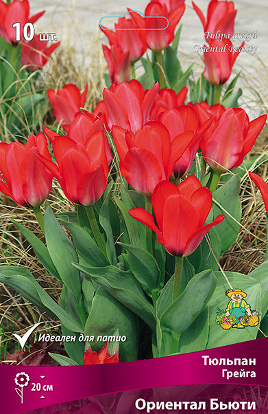 Луковица тюльпан Грейга Ориентал Бьюти 10/11 красный 10шт Поиск 
