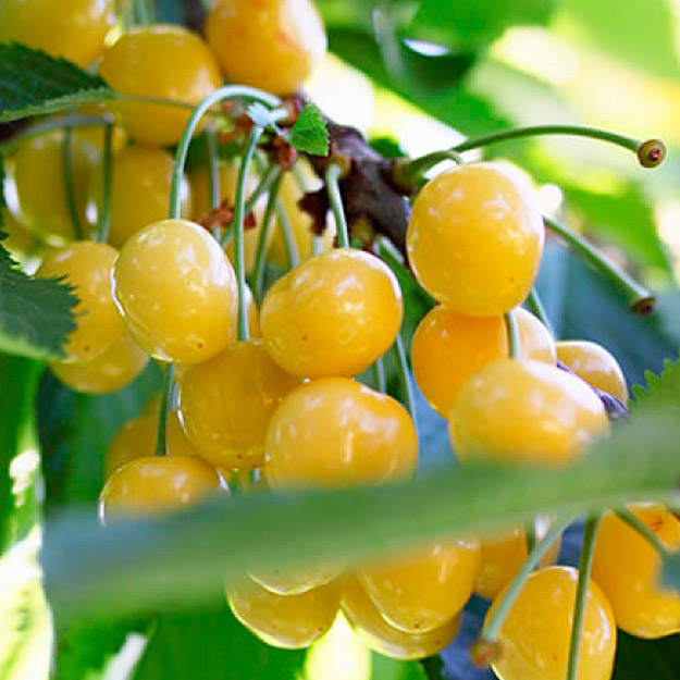 Черешня Янтарная v7/10 120-140 Tim 