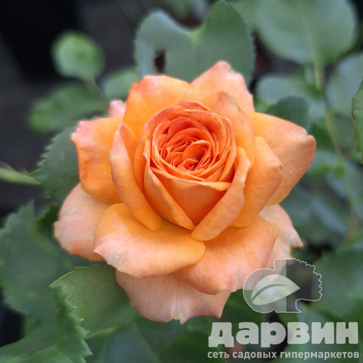 Роза спрей Бейби  v5 Lav 