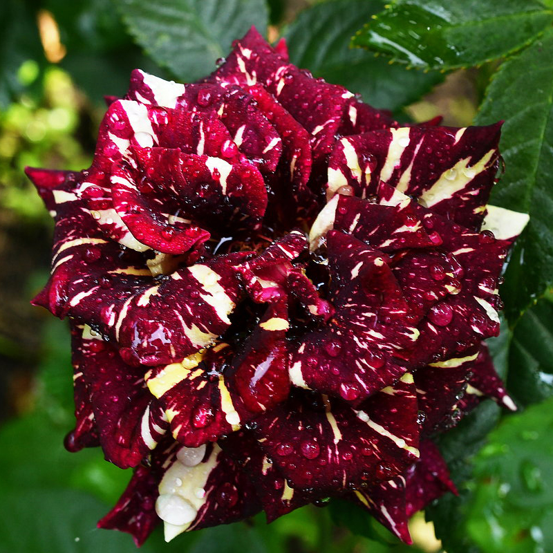 Роза флорибунда Абракадабра 5л Dem 