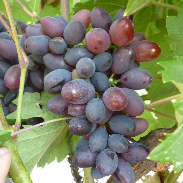 Виноград плодовый Сатурн, розовый v5 Tim 