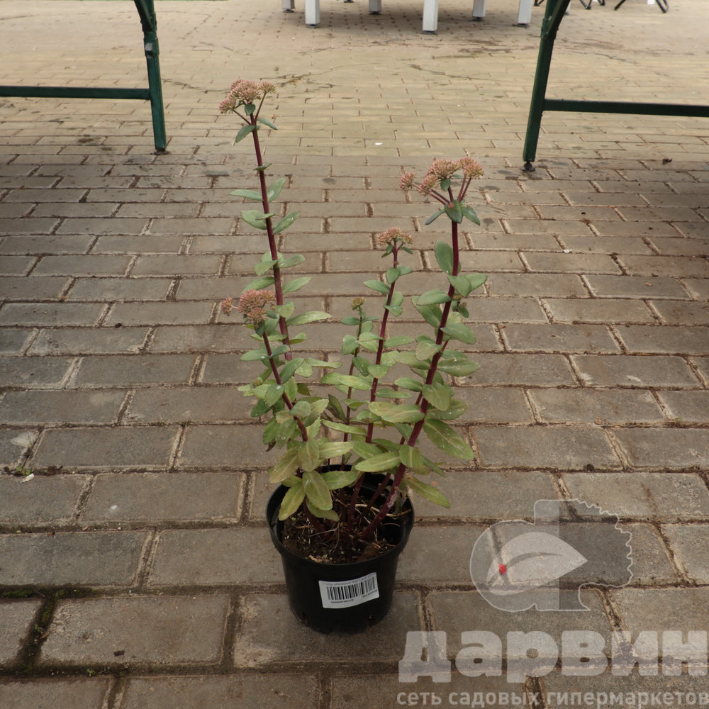 Очиток гибридный Красный Каули С1.5 КВ ватермарка