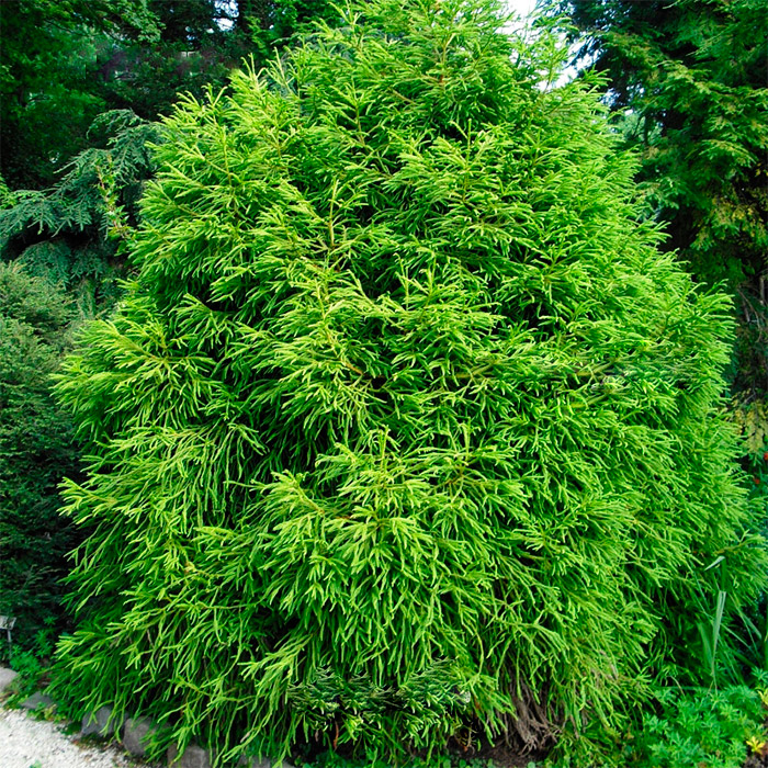 Криптомерия Спиралис 30-40 см С5, Mt 