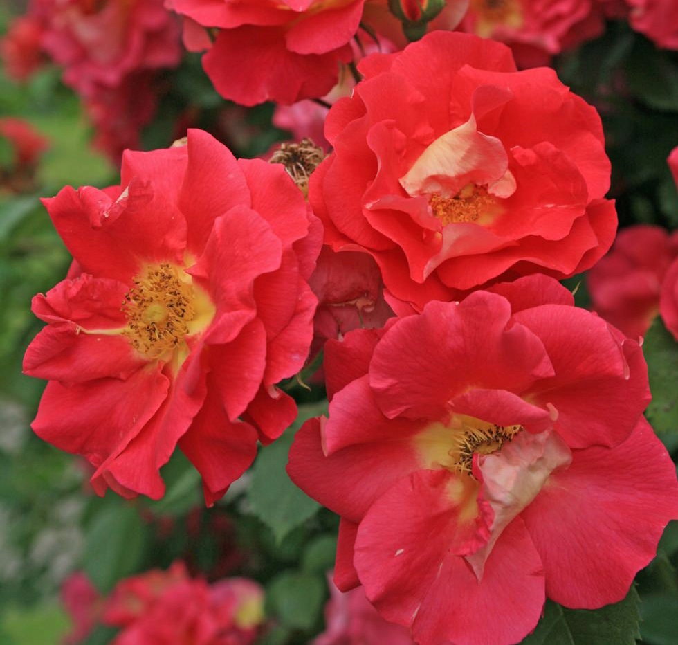 Роза плетистая Баяццо v5 Dem 