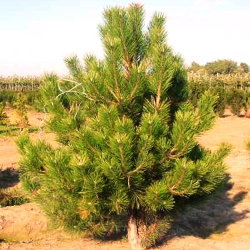 Сосна обыкновеная 60-80см 