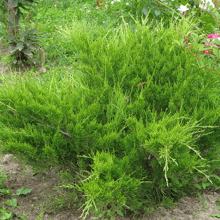 Можжевельник средний Минт Джулеп v5 Lav 