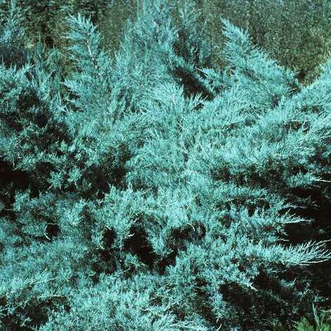 Растение Можжевельник средний "Пфитцериана Глаука" 40-60 C2 