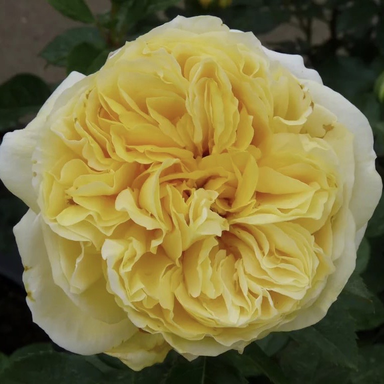 Роза парковая Тулуз Лотрек v5 Lav 