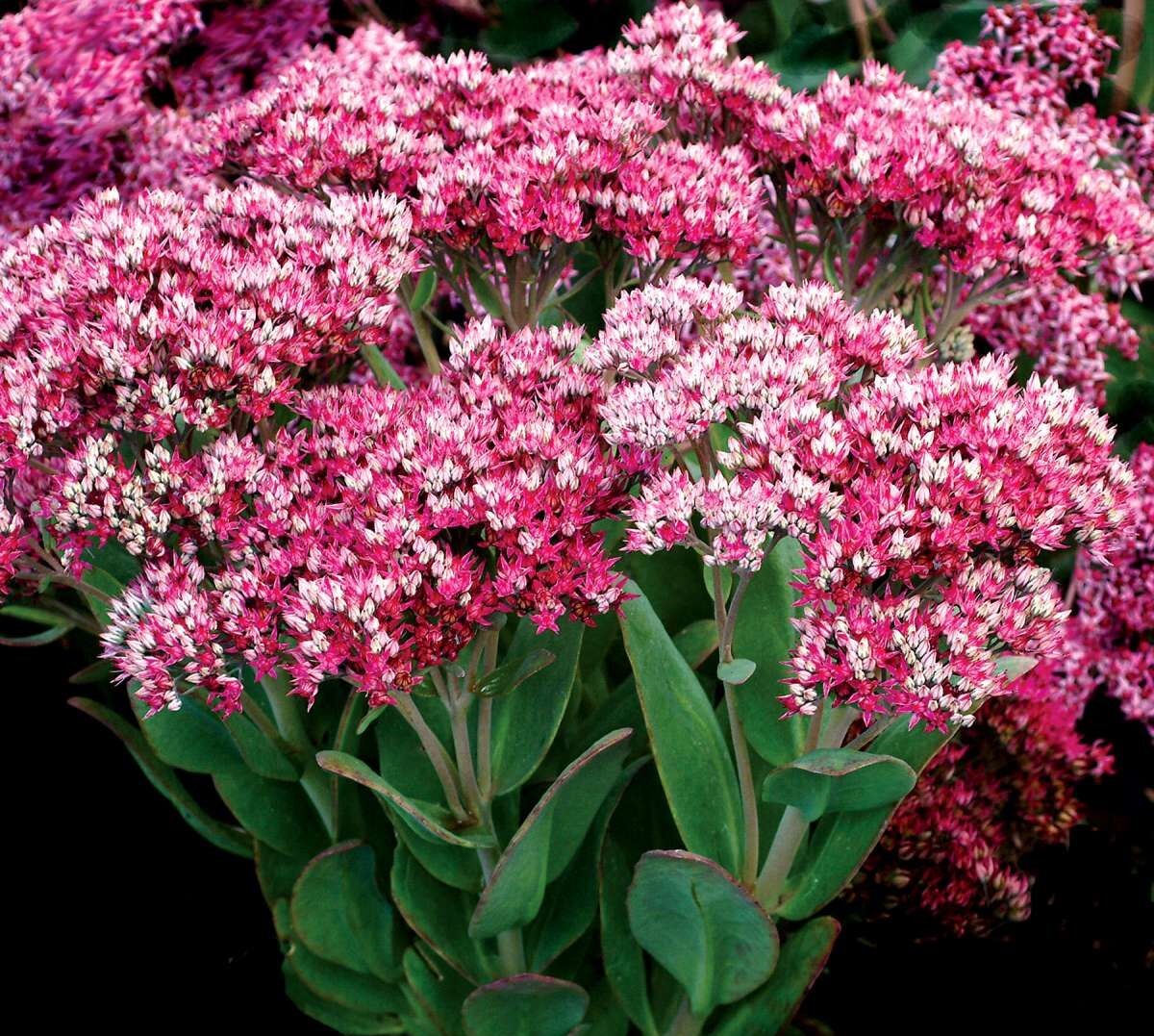 Седум гибридный Класс Акт d12 ХР 