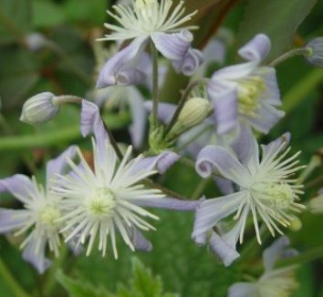 Клематис Mrs Robert Brydon C2 CL 