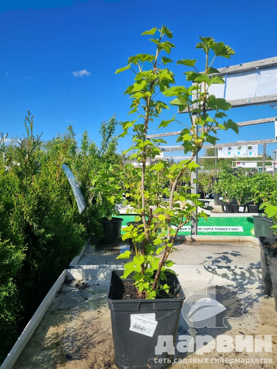 Смородина красная Гиганта v5 Tim по цене  Смородина красная Гиганта v5 Tim